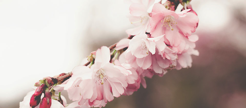 Gravferd representert av ein blomster. Klikkar du på dette biletet, kjem du til sidan for gravferd.